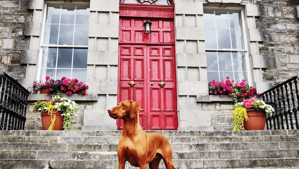 bellinter_house_dog.png ( Bellinter House dog) bellinter house dog