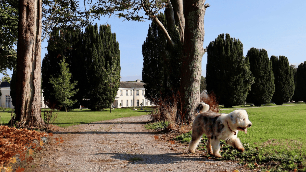 castlemartyr_resort_dog__3_.png ( Castlemartyr Resort ) castlemartyr resort dog 3