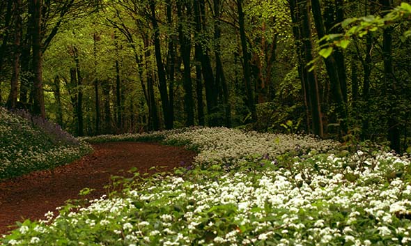 Rossmore Forest Park